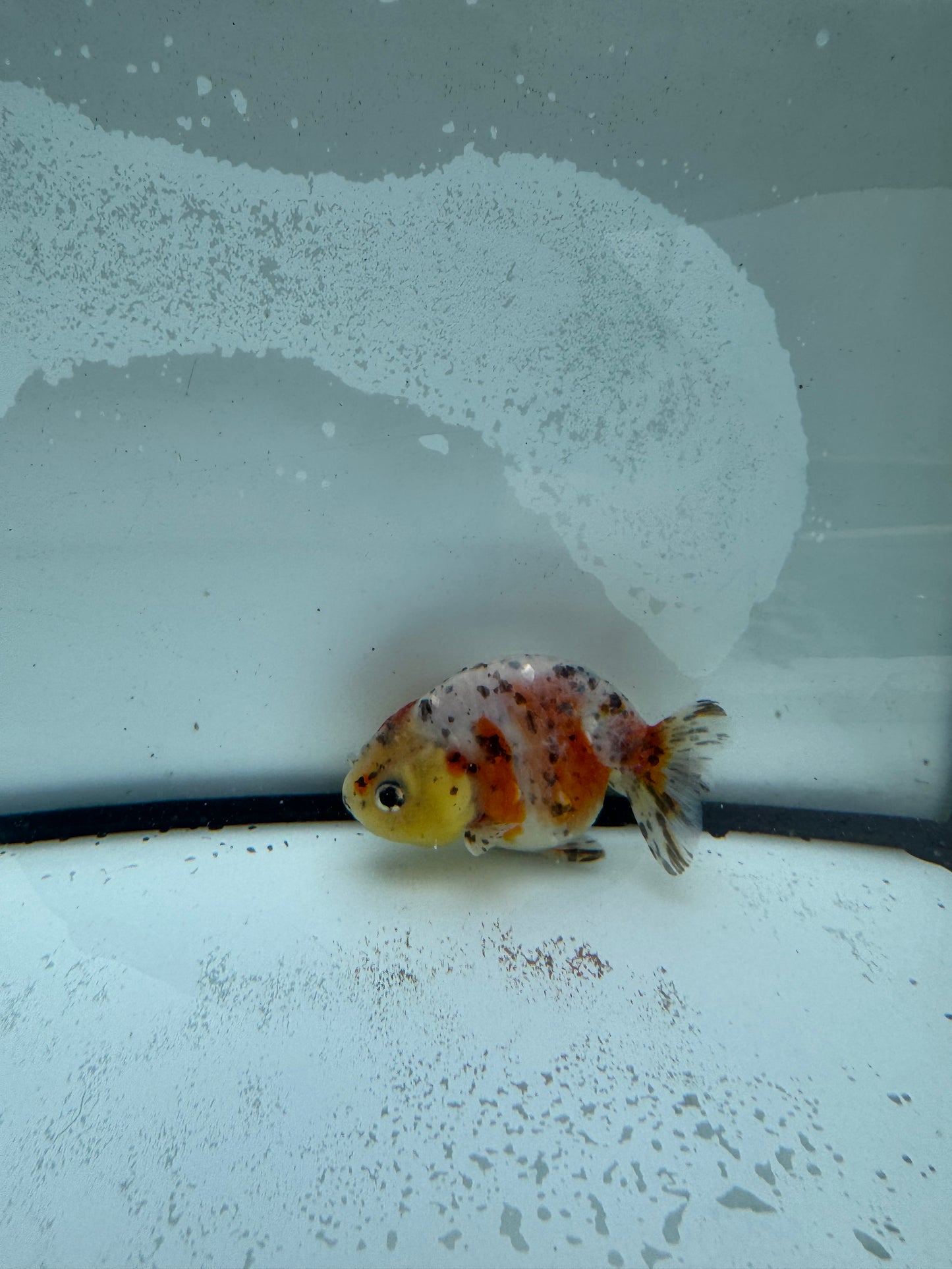 Calico Ranchu. WVF955