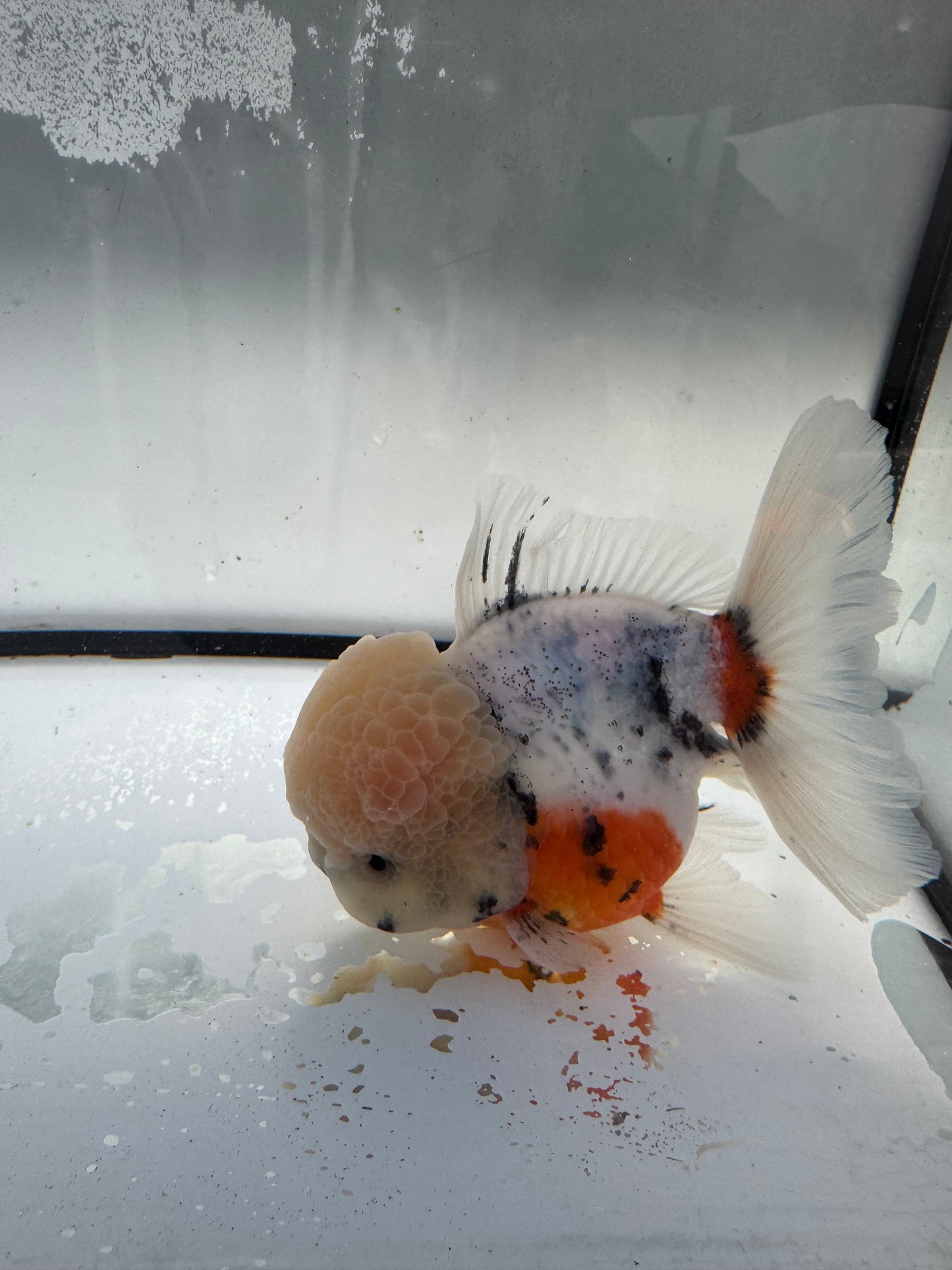 Calico Oranda. WVF1058