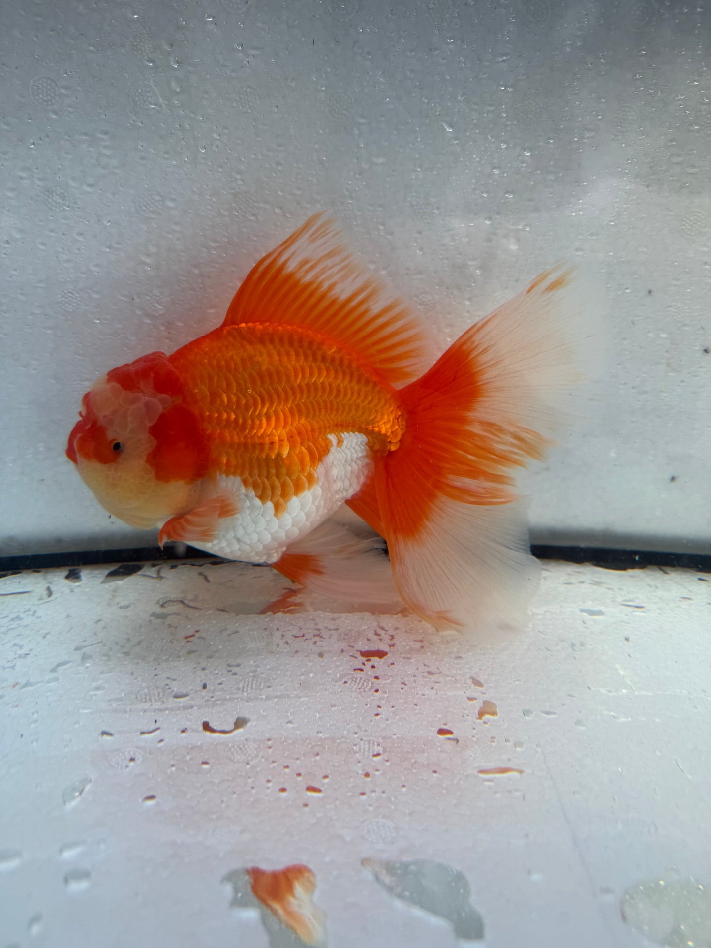 Red&white Oranda. WVF430