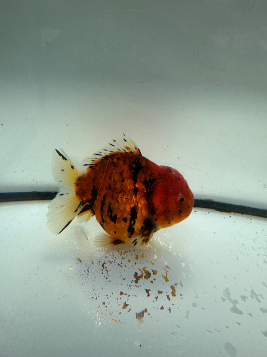 Red tiger short tail Oranda. WVF1051