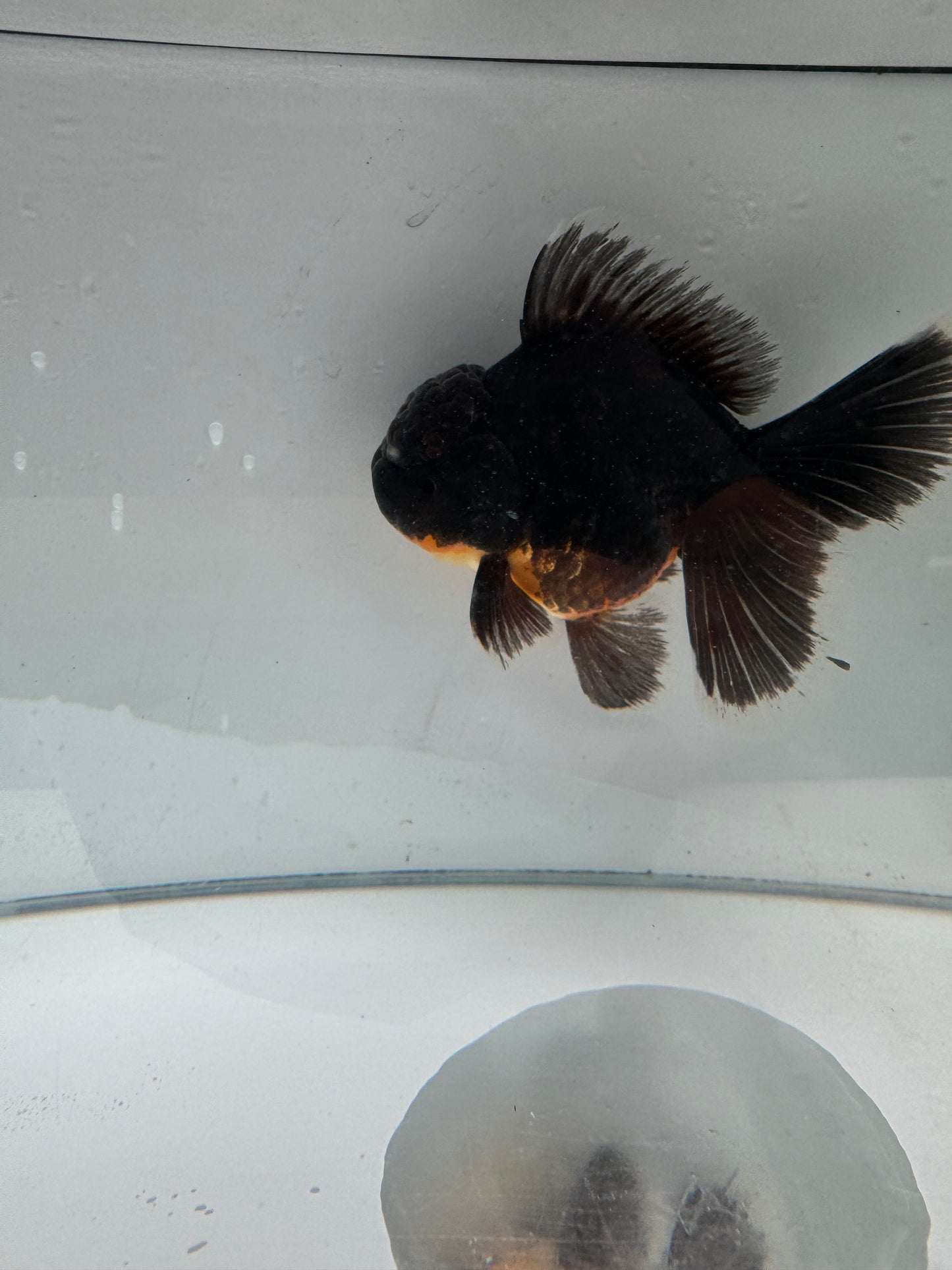 Original Shogun Oranda. WVF 080