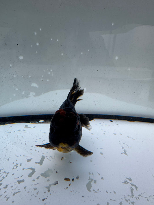 Black tiger Oranda. WVF1168