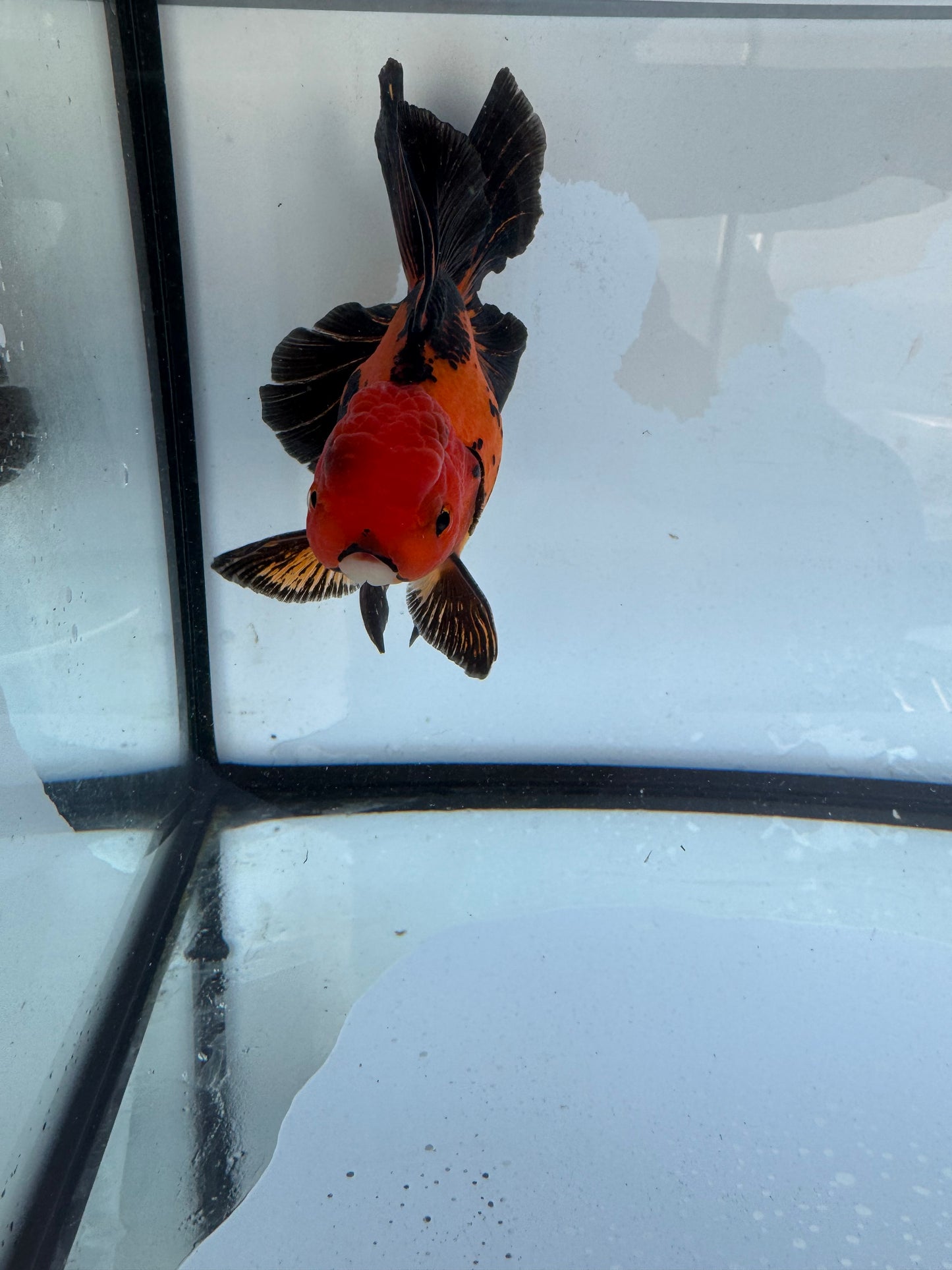 Apache Oranda. WVF410