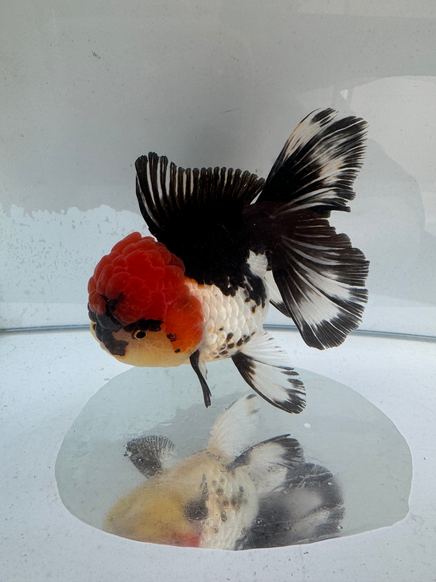 Tricolour Oranda. WVF278