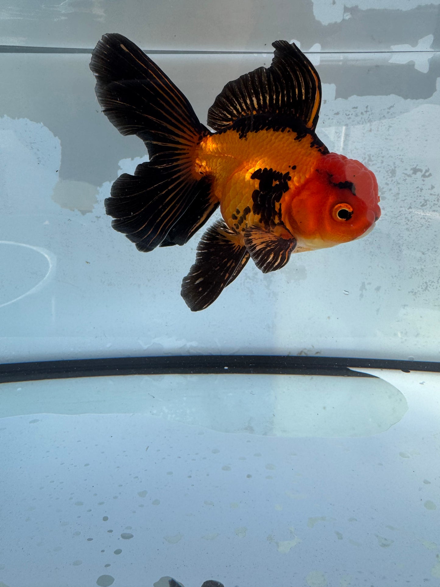 Apache Oranda. WVF410