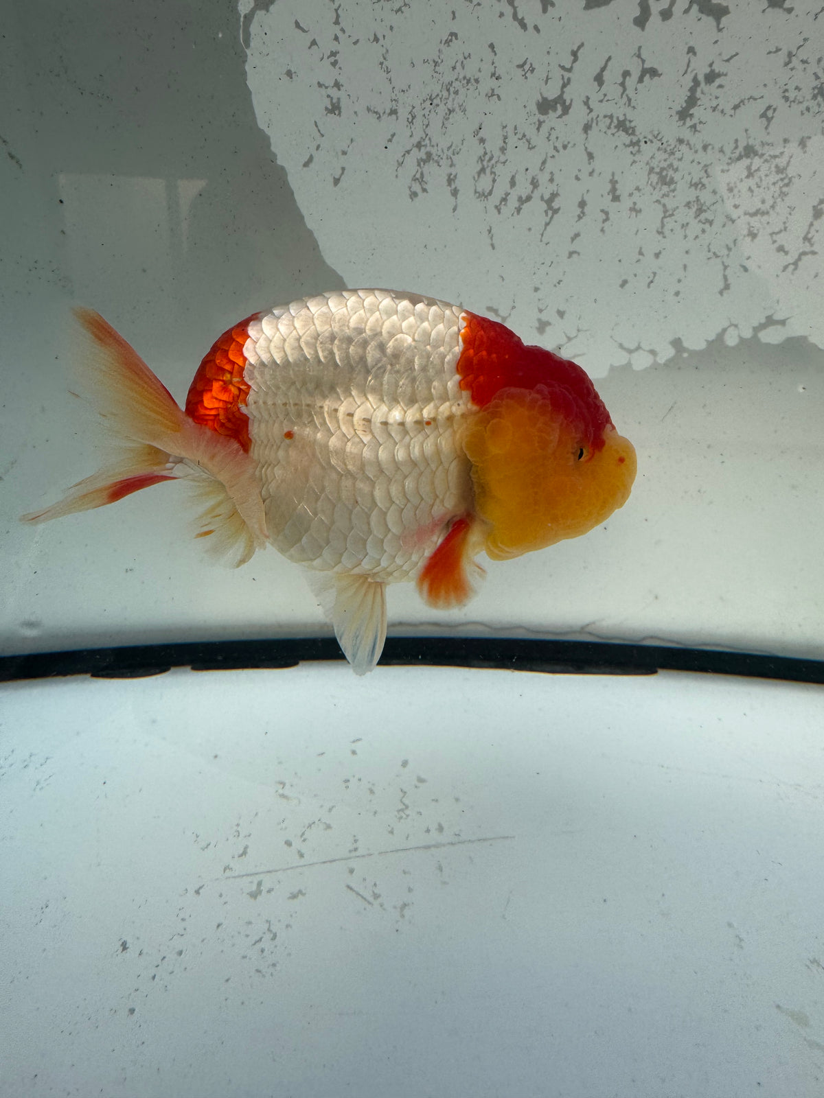 Red&white Ranchu. WVF1211