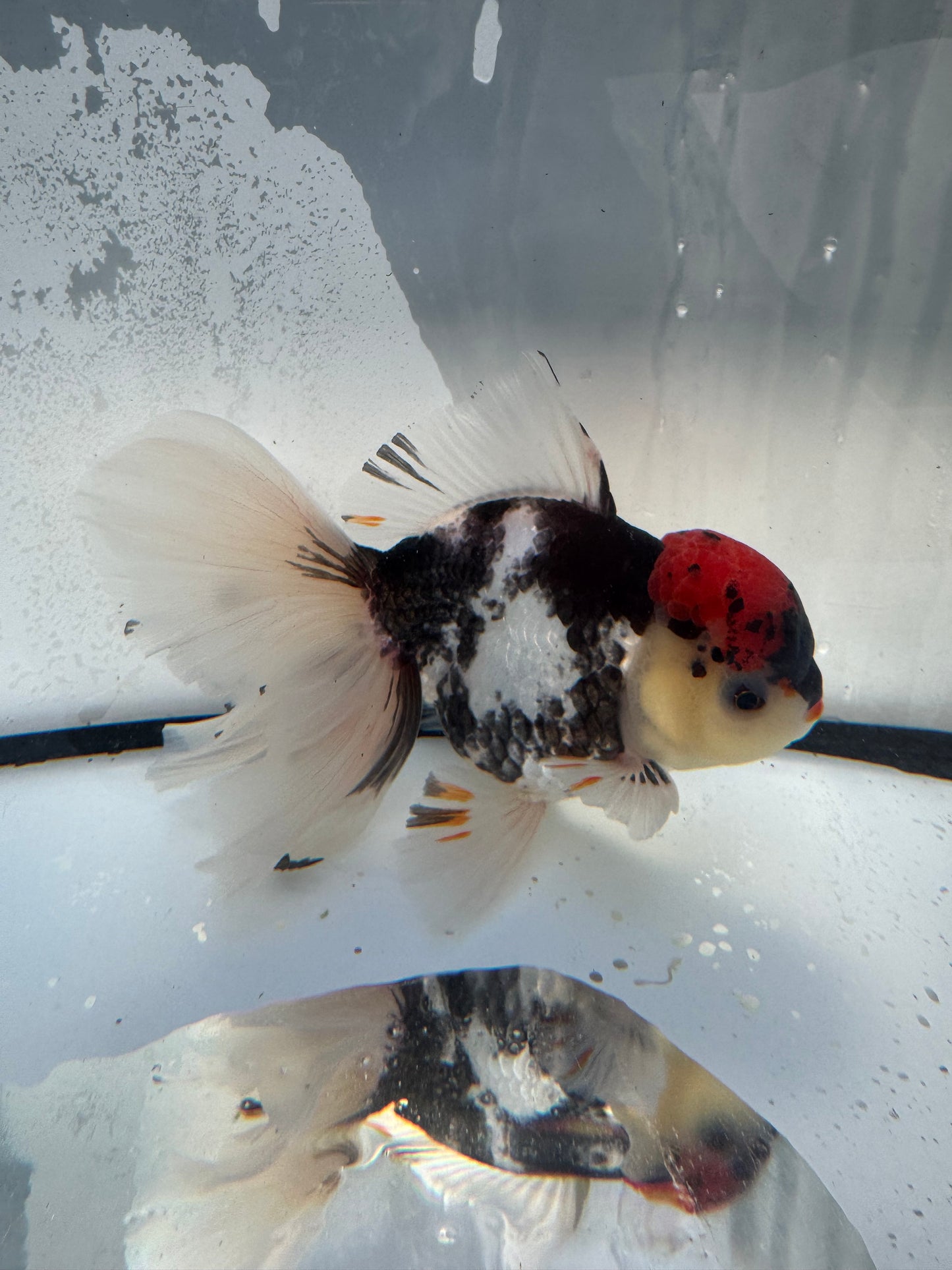 Tricolour Oranda. WVF1094