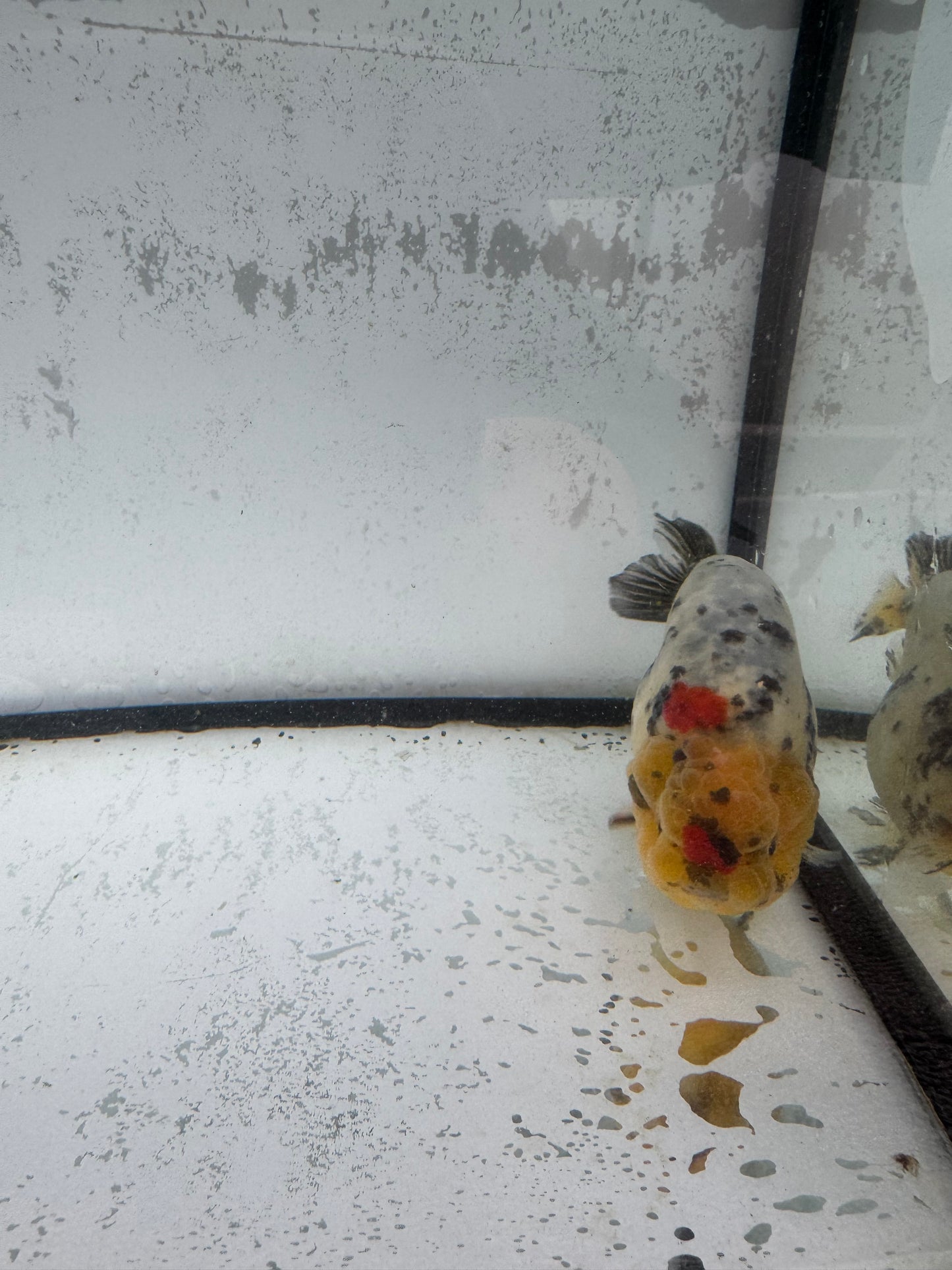 White Tiger Ranchu. WVF586