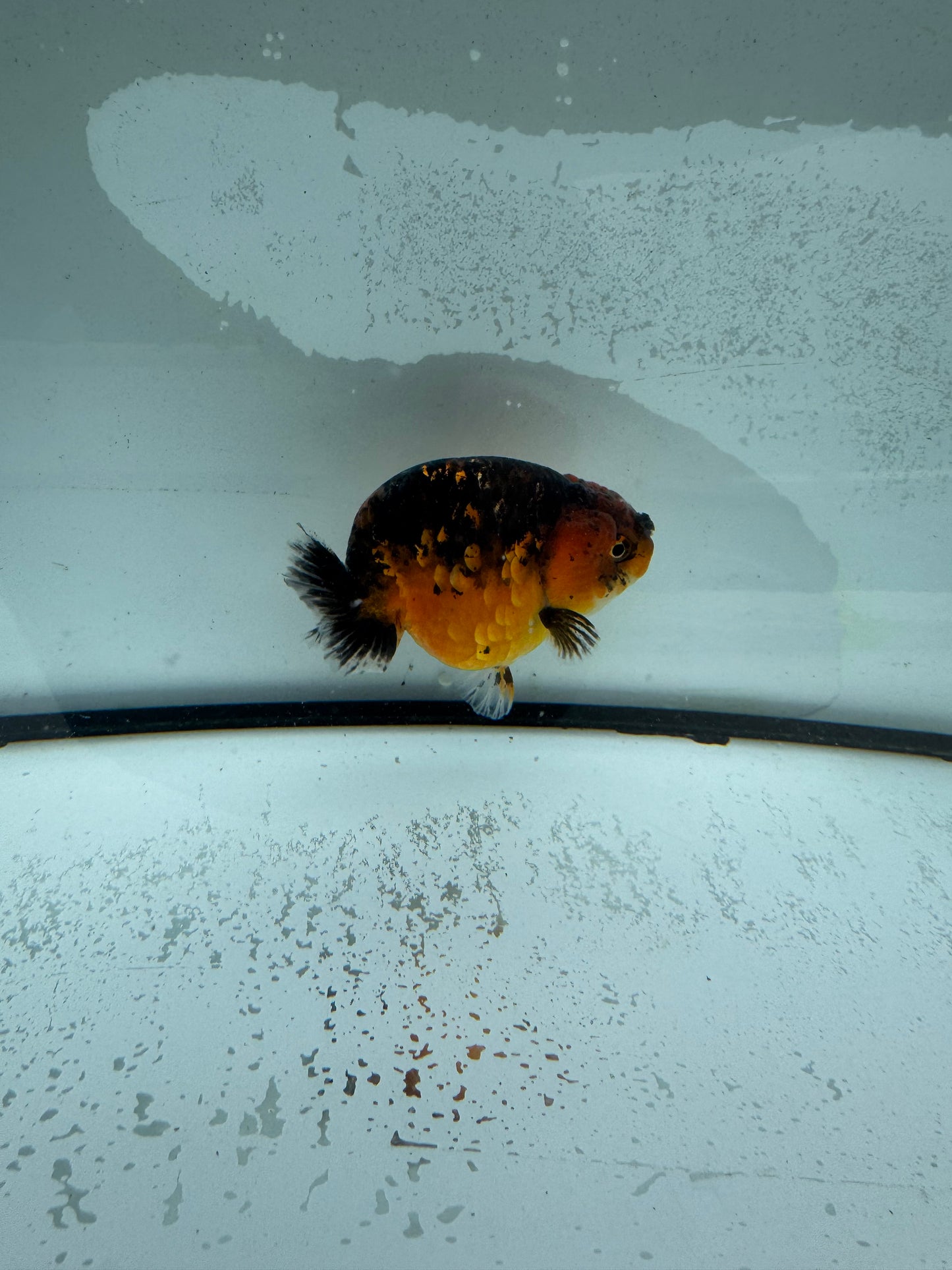 Kirin Ranchu. WVF981