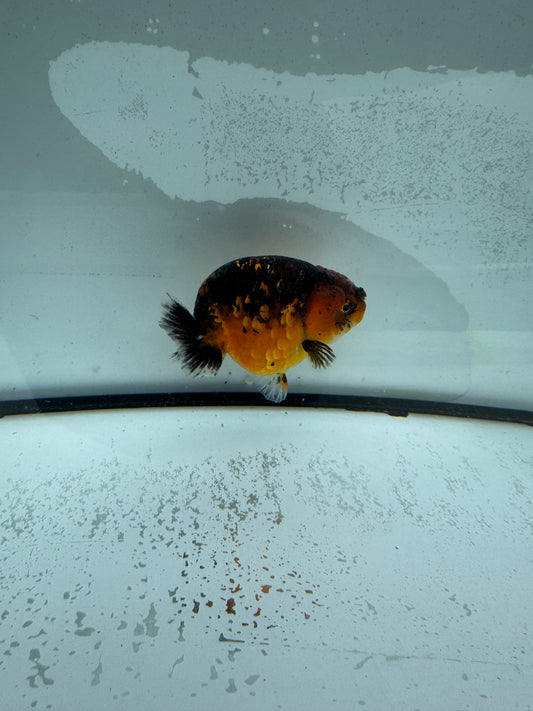 Kirin Ranchu. WVF981
