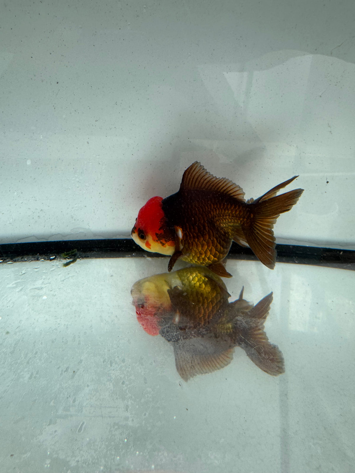 Redhead black/ bronze Oranda. WVF1163