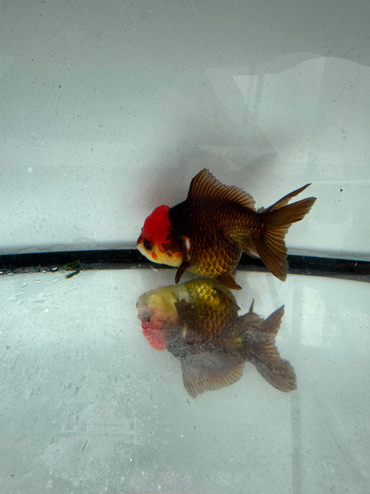 Redhead black/ bronze Oranda. WVF1163