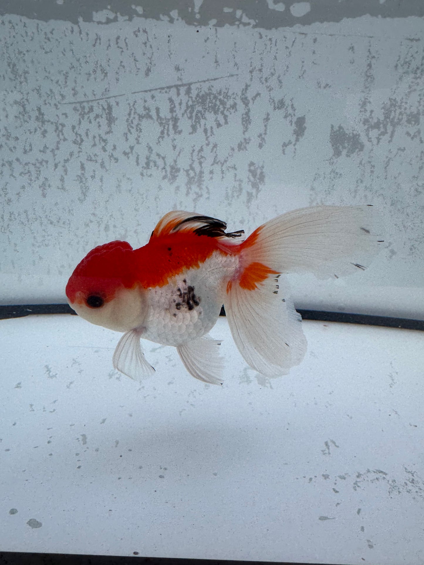 Tricolour Oranda. WVF491