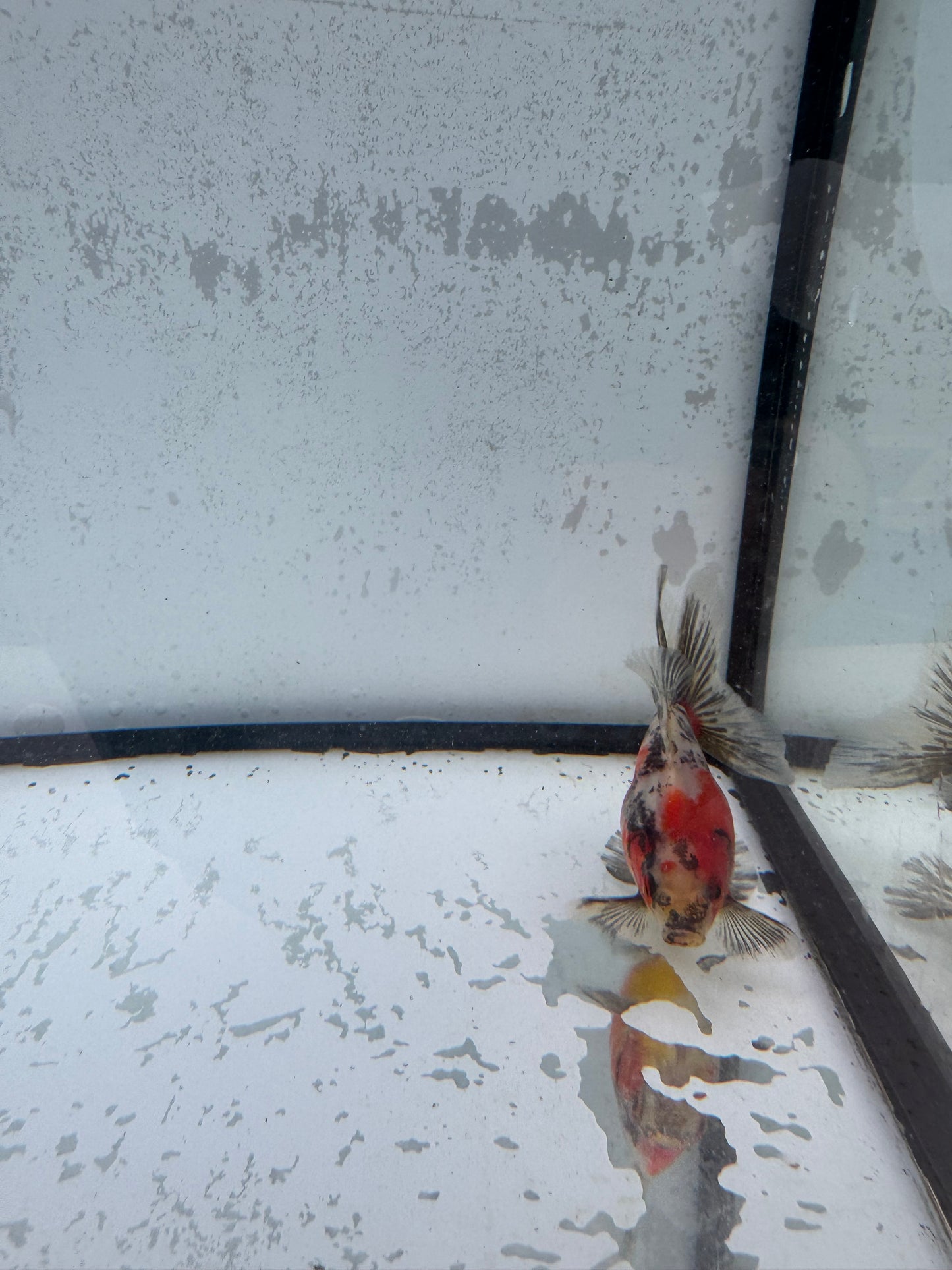 Calico broadtail Ryukin. WVF577