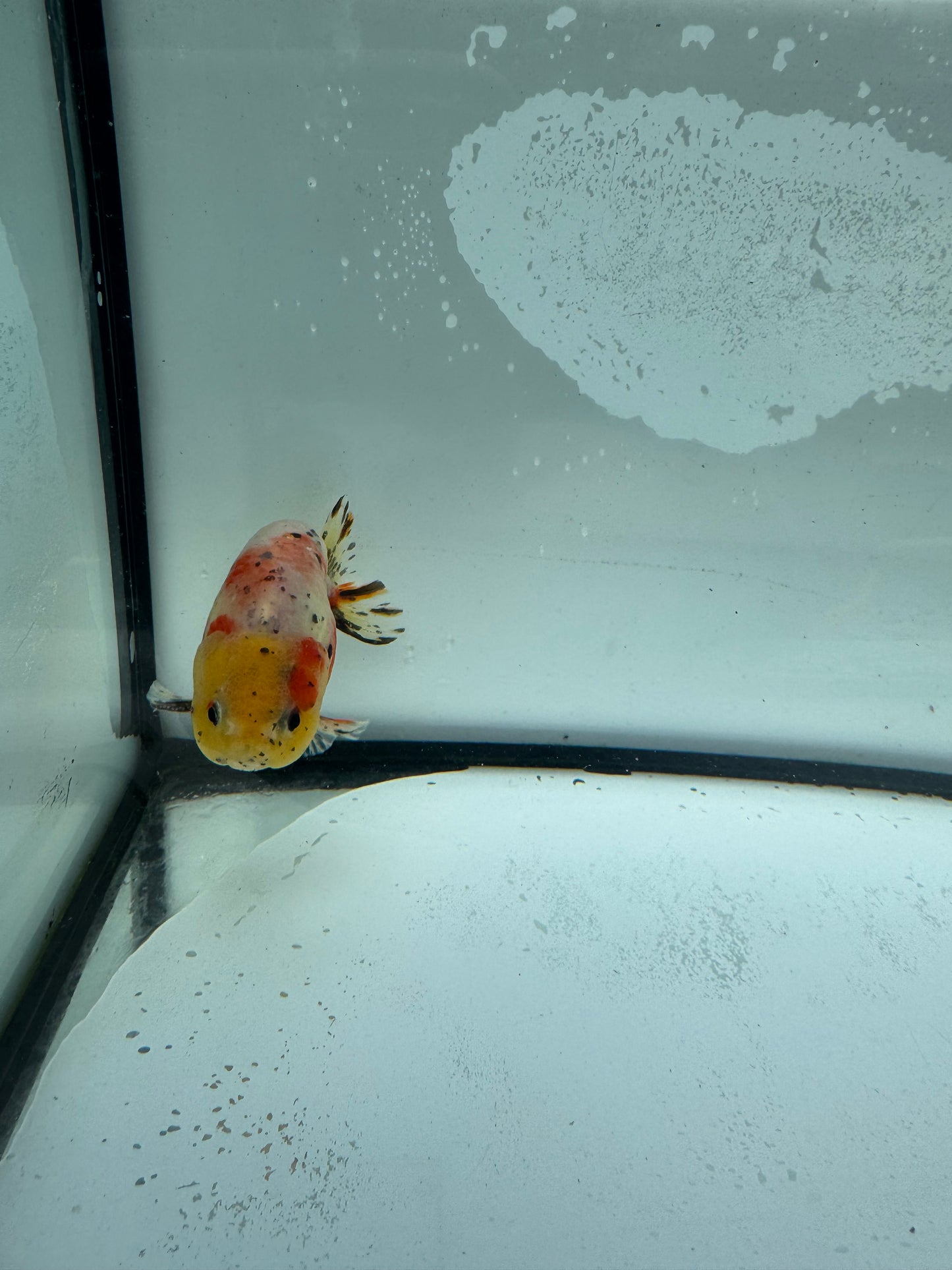 Calico Ranchu. WVF951