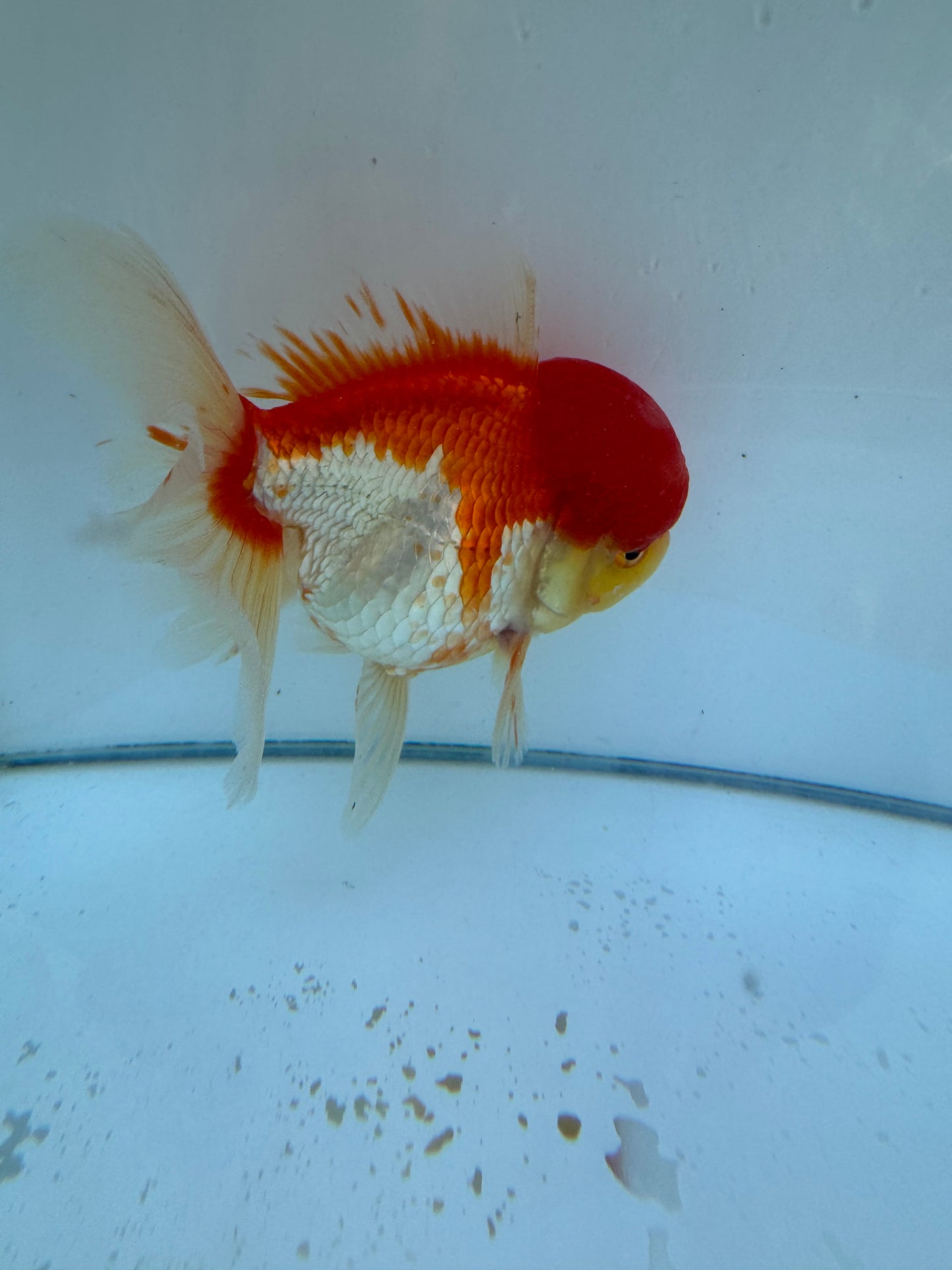 Red&White Oranda. WVF066