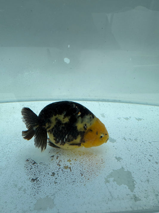 Cow Ranchu. WVF312.