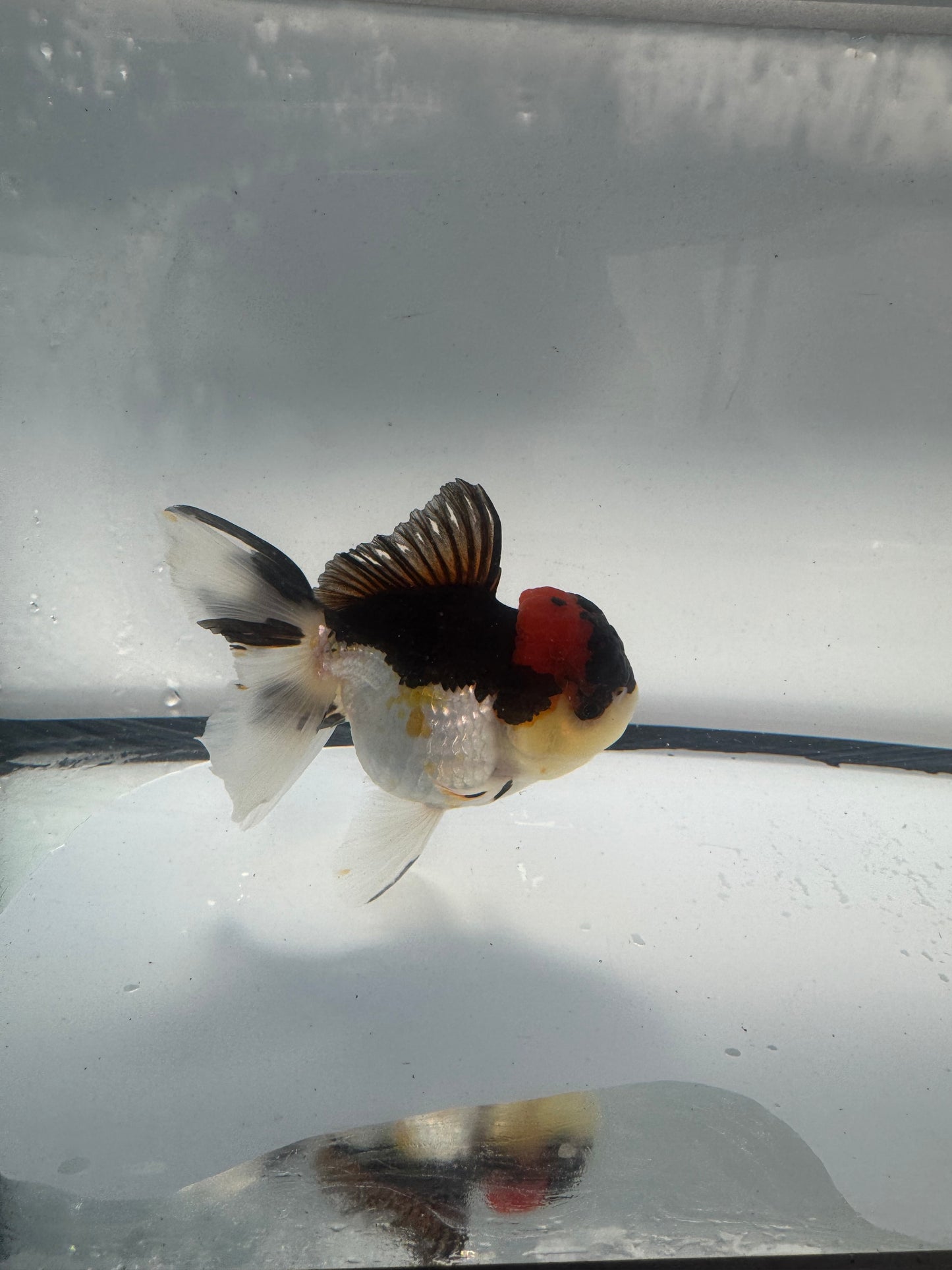 Tricolour Oranda. WVF907