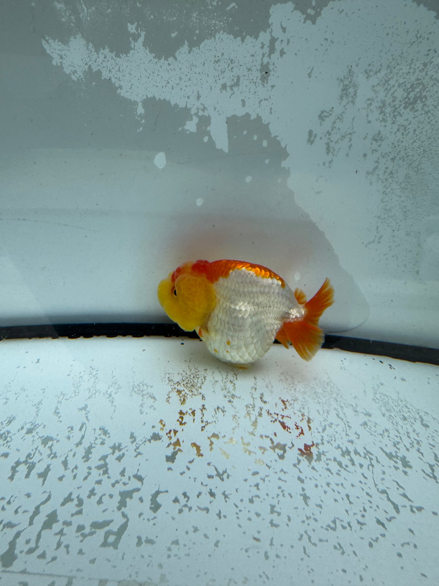 Red&white Ranchu. WVF1005