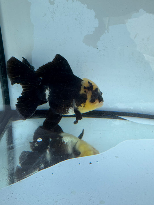 Panda Oranda. WVF416