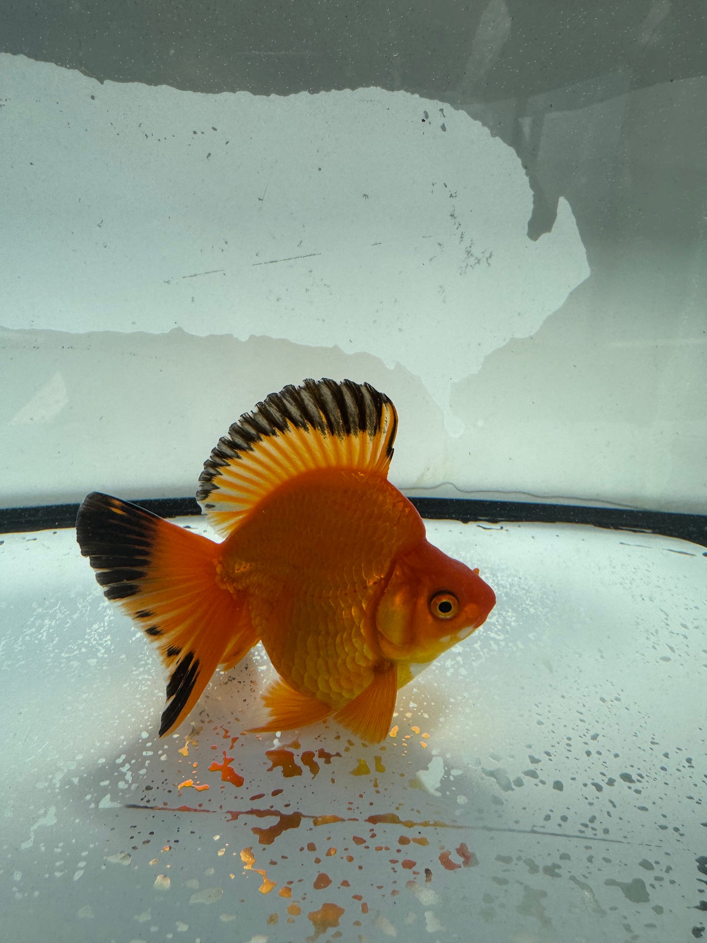 Red Ryukin. WVF1030