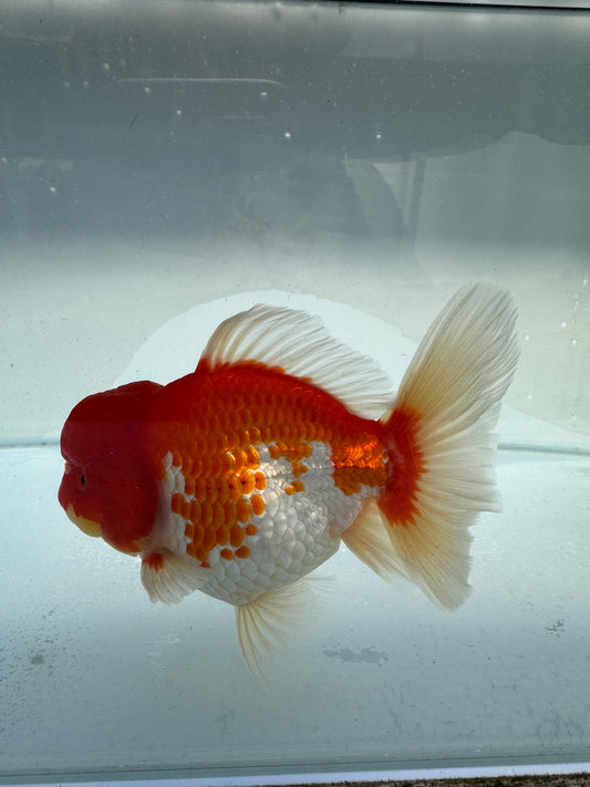 Red&white shogun Oranda WVF336