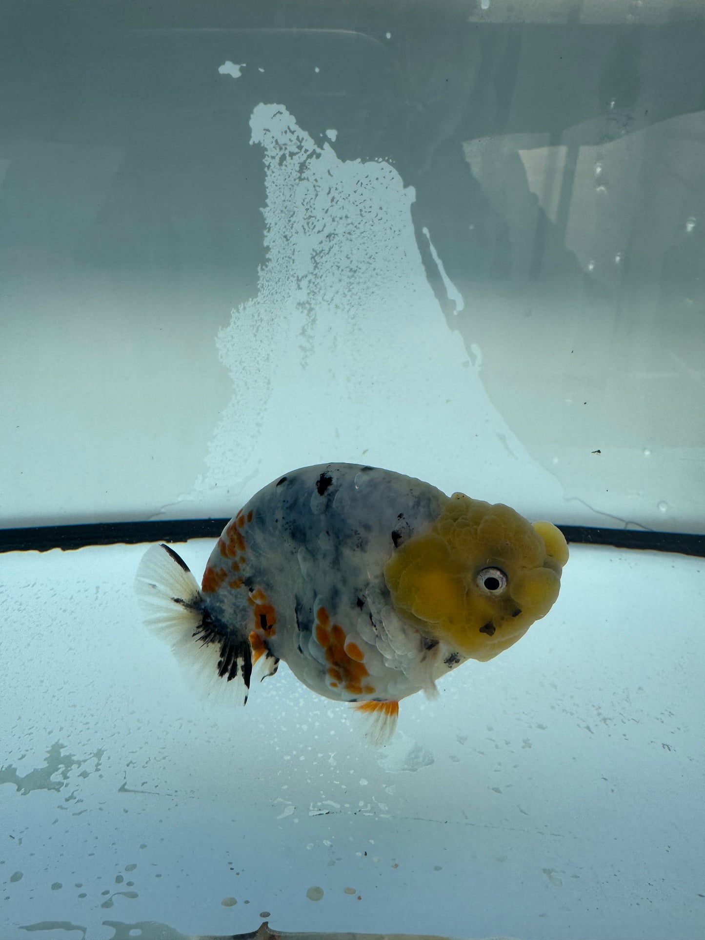 Calico Ranchu. WVF1087