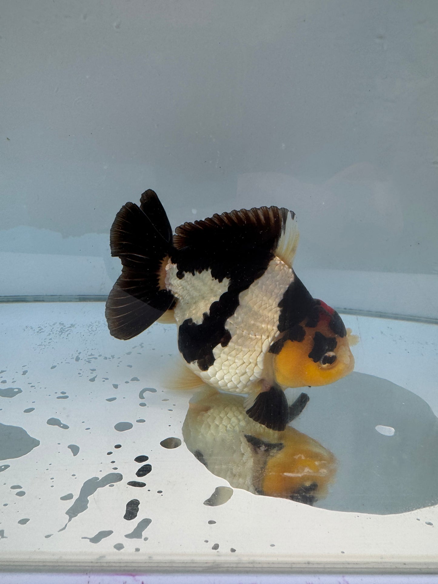 Short Tail Tricolor Pom Pom Oranda.  WVF059