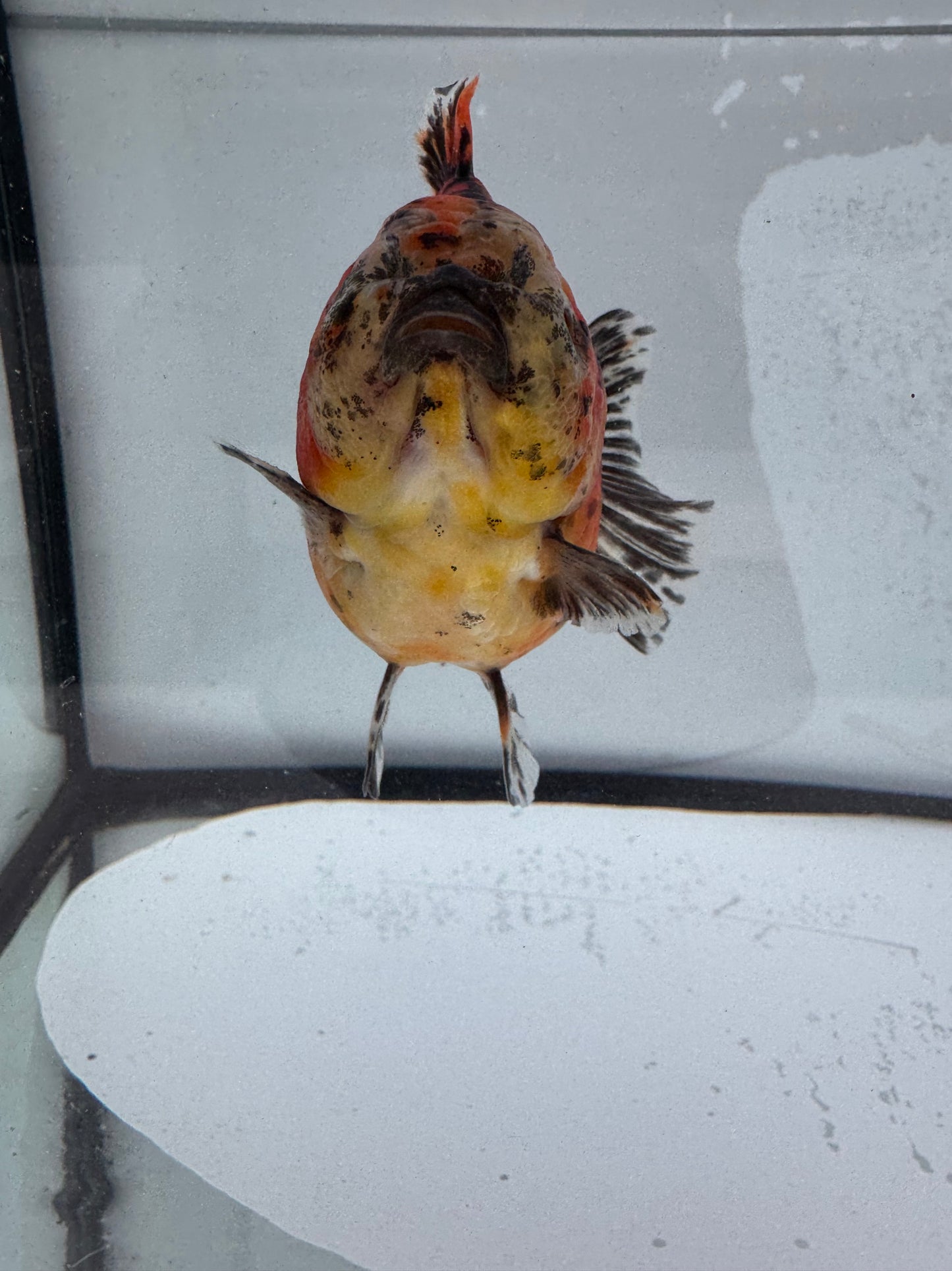 Calico Oranda direct from Jack Shogun WVF467