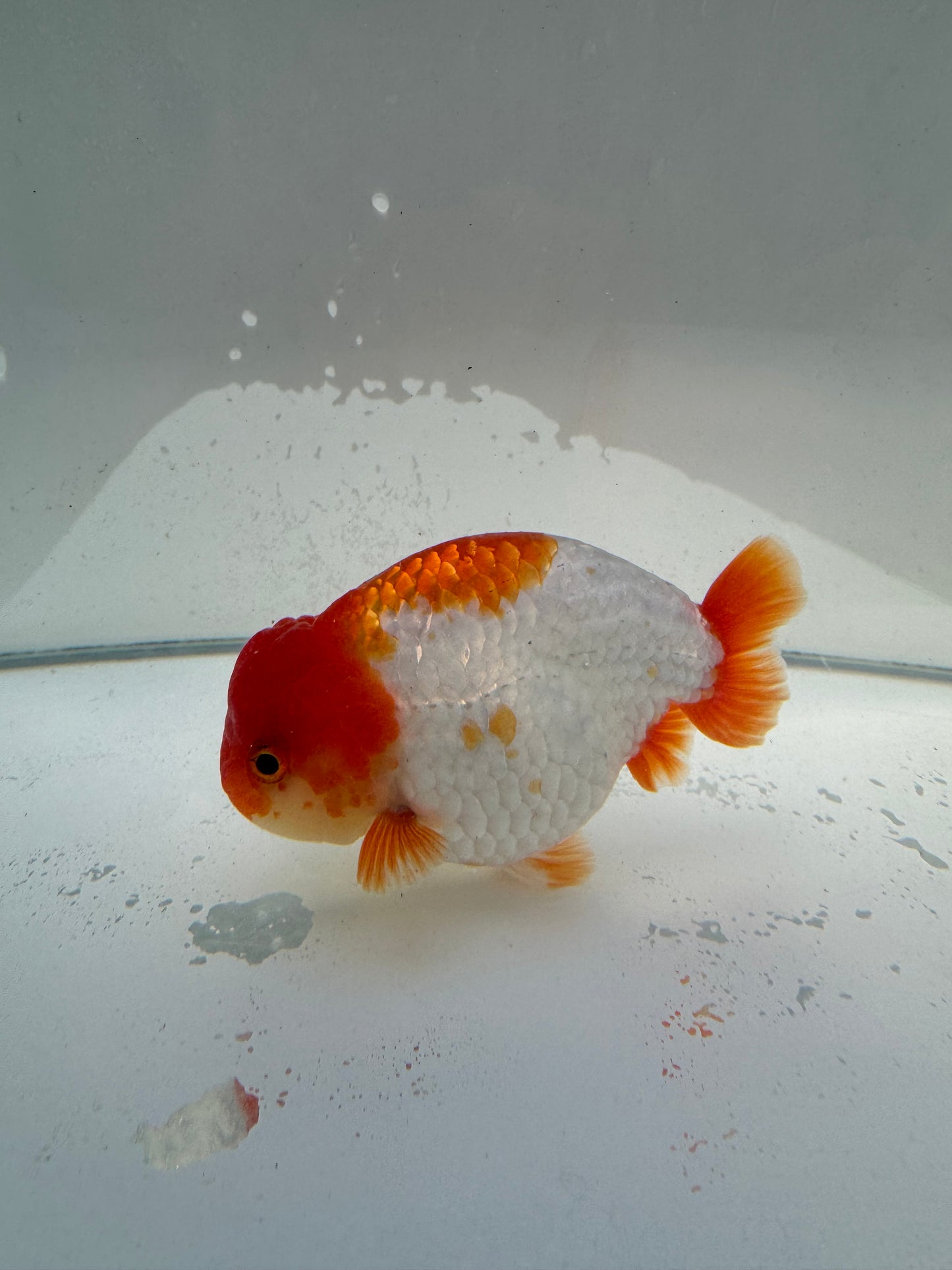 Red&white Ranchu.  WVF031