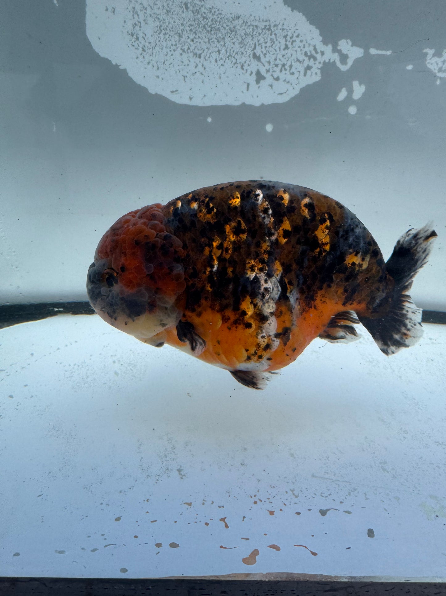 Kirin Ranchu. WVF946