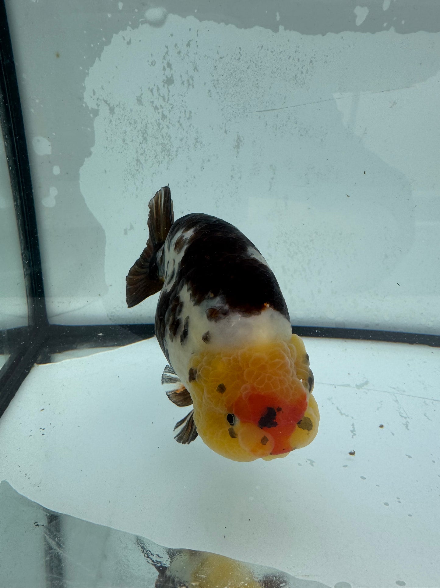 Cow Ranchu. WVF484