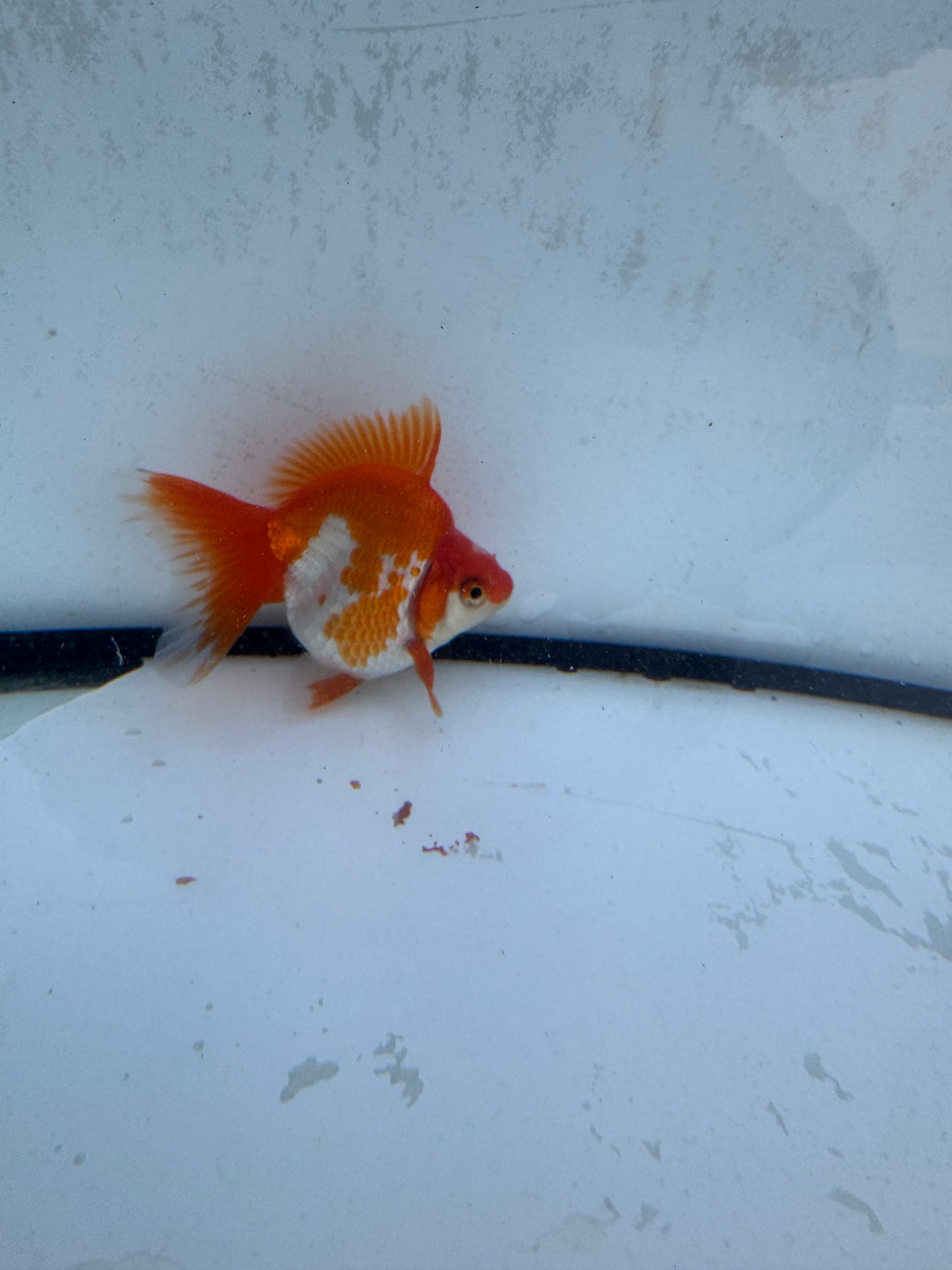 Red&white Broadtail Ryukin. WVF565