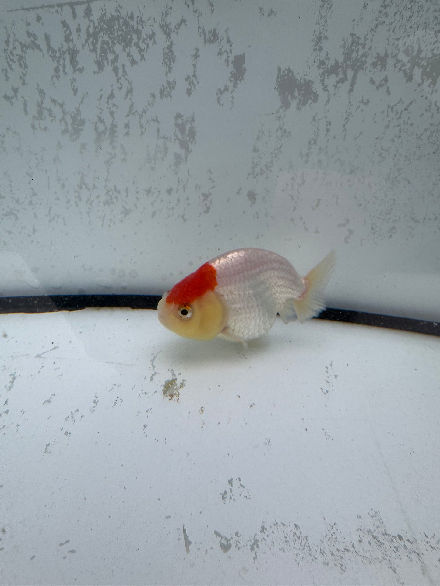 Red&white Ranchu. WVF499