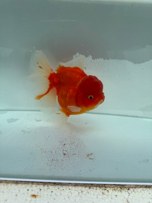 Sakura Oranda. WVF343