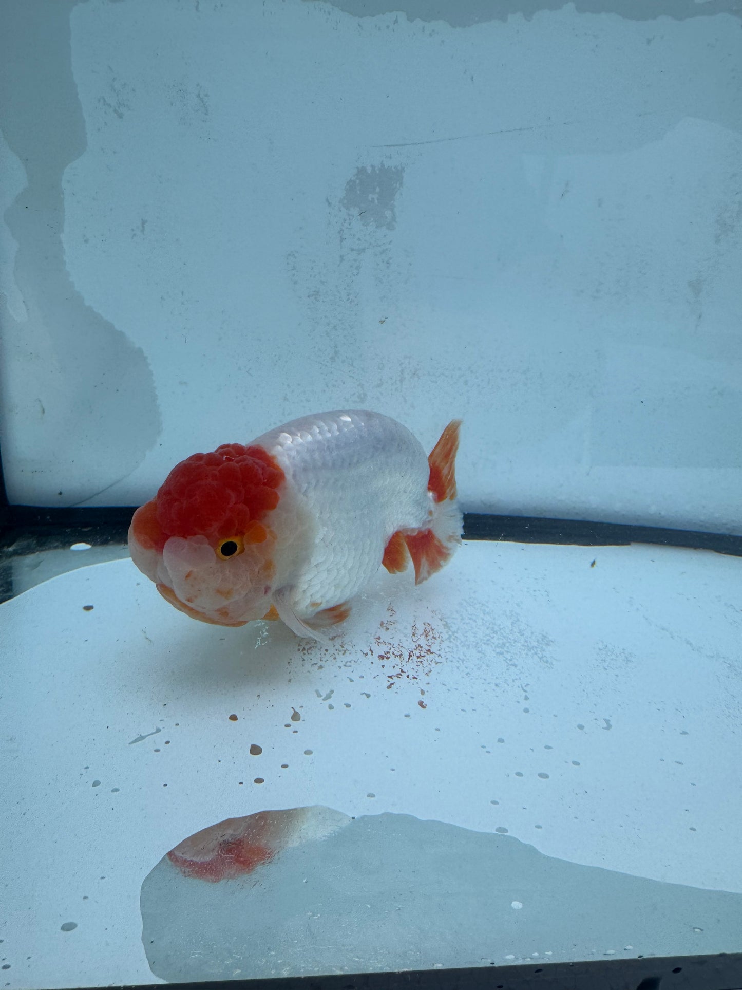 Red&white Ranchu. WVF452