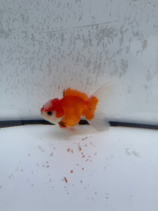 Red&white Oranda. WVF493