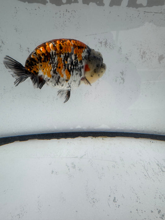 Calico Tiger ranchu. WVF588