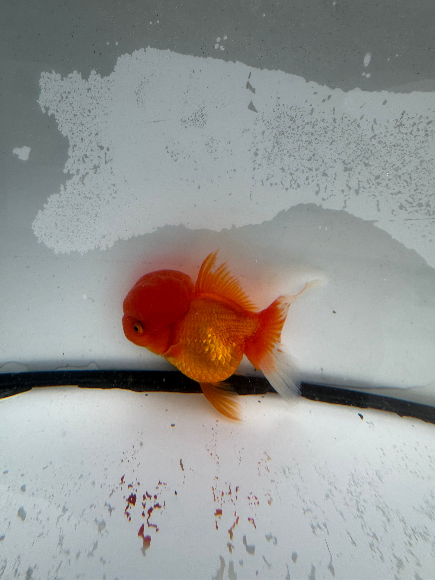 Red hi head Oranda.  WVF990
