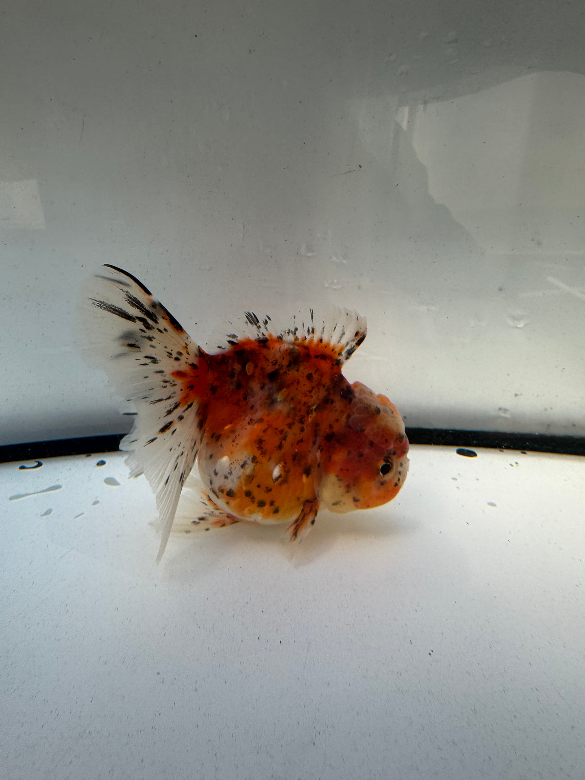 Calico Oranda. WVF1228