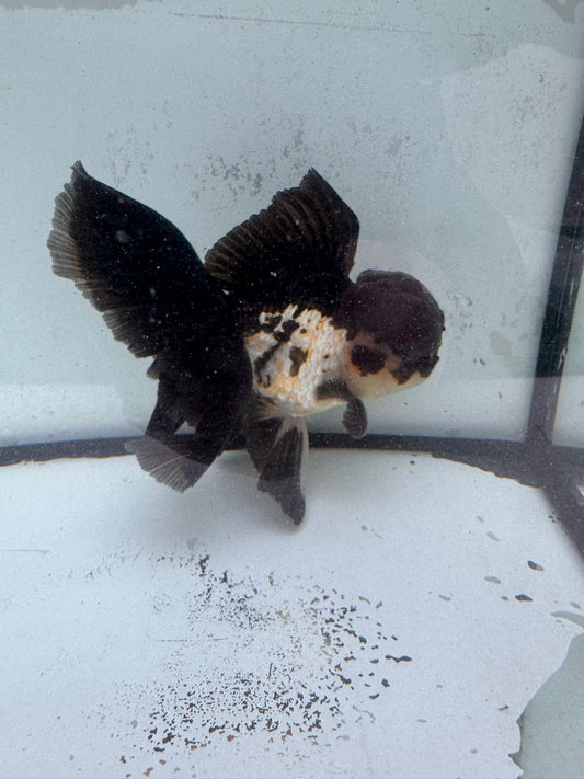 Panda/Tricolour Oranda. WVF474