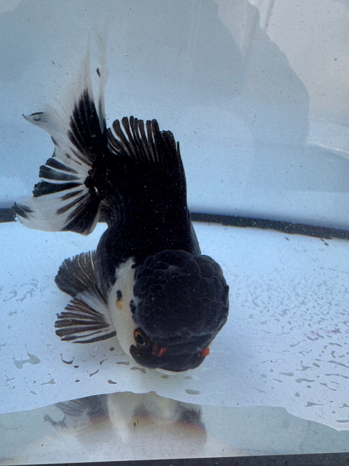 Panda/tricolour. WVF580