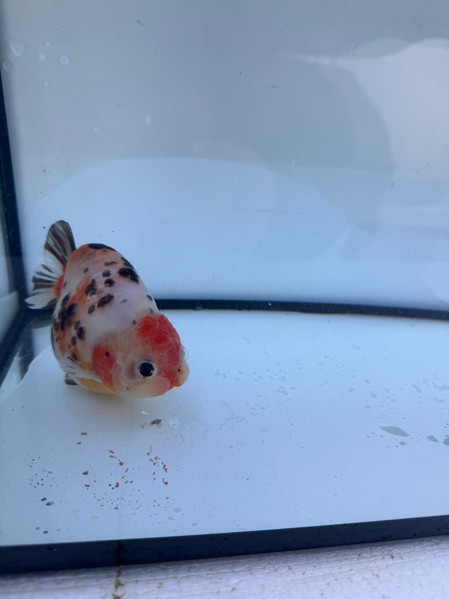 Calico Ranchu. WVF609