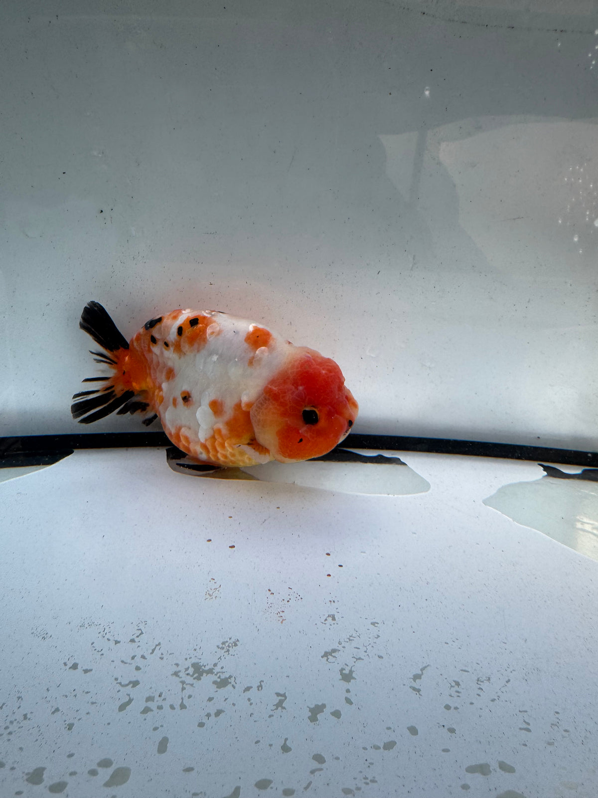 Calico Ranchu. WVF1249