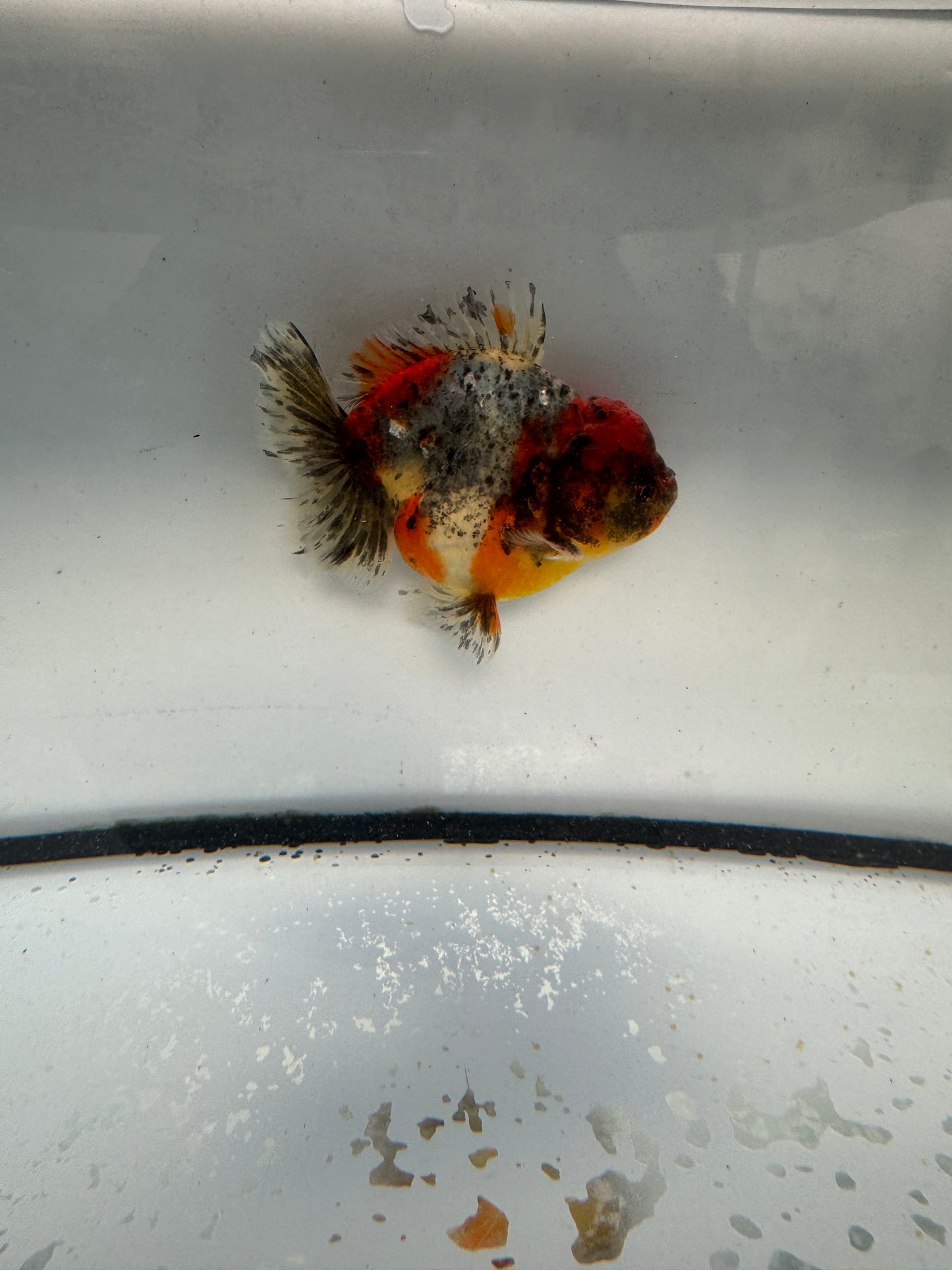 Calico short tail Oranda. WVF1053