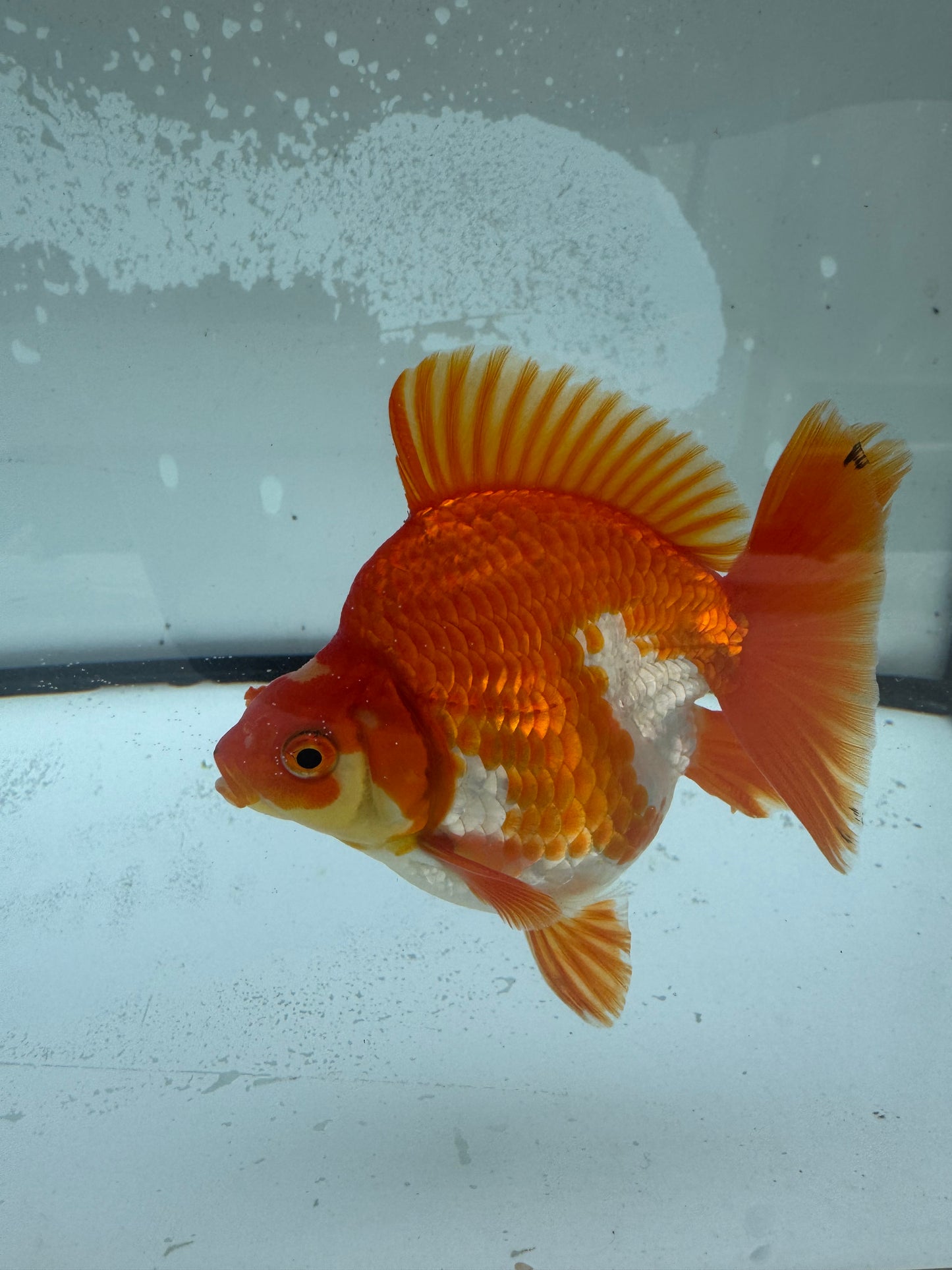 Red&white Ryukin. WVF972