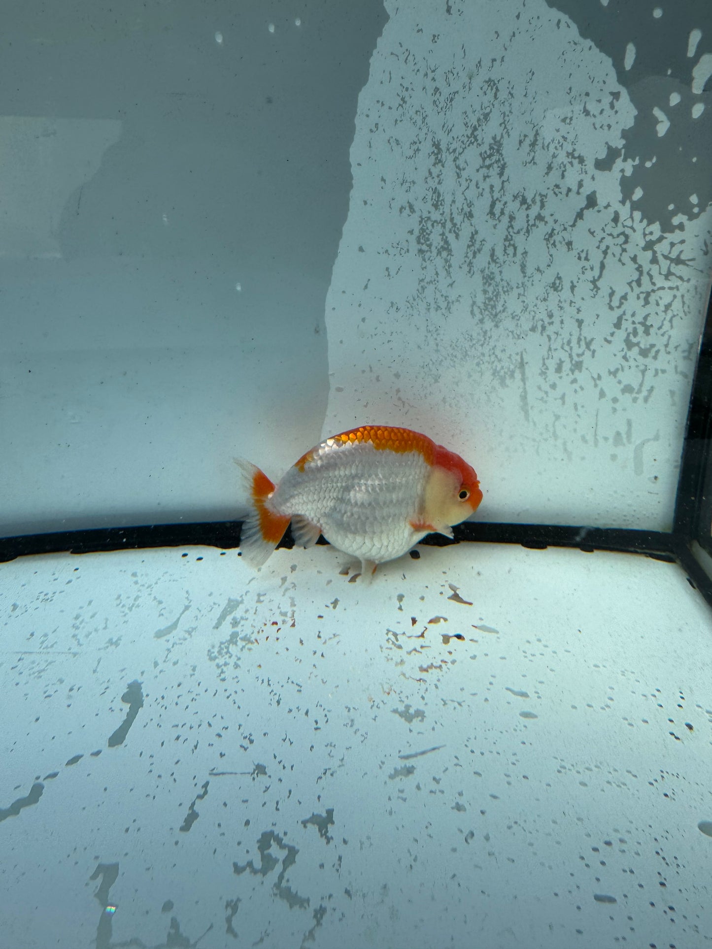 Red&white Ranchu. WVF728