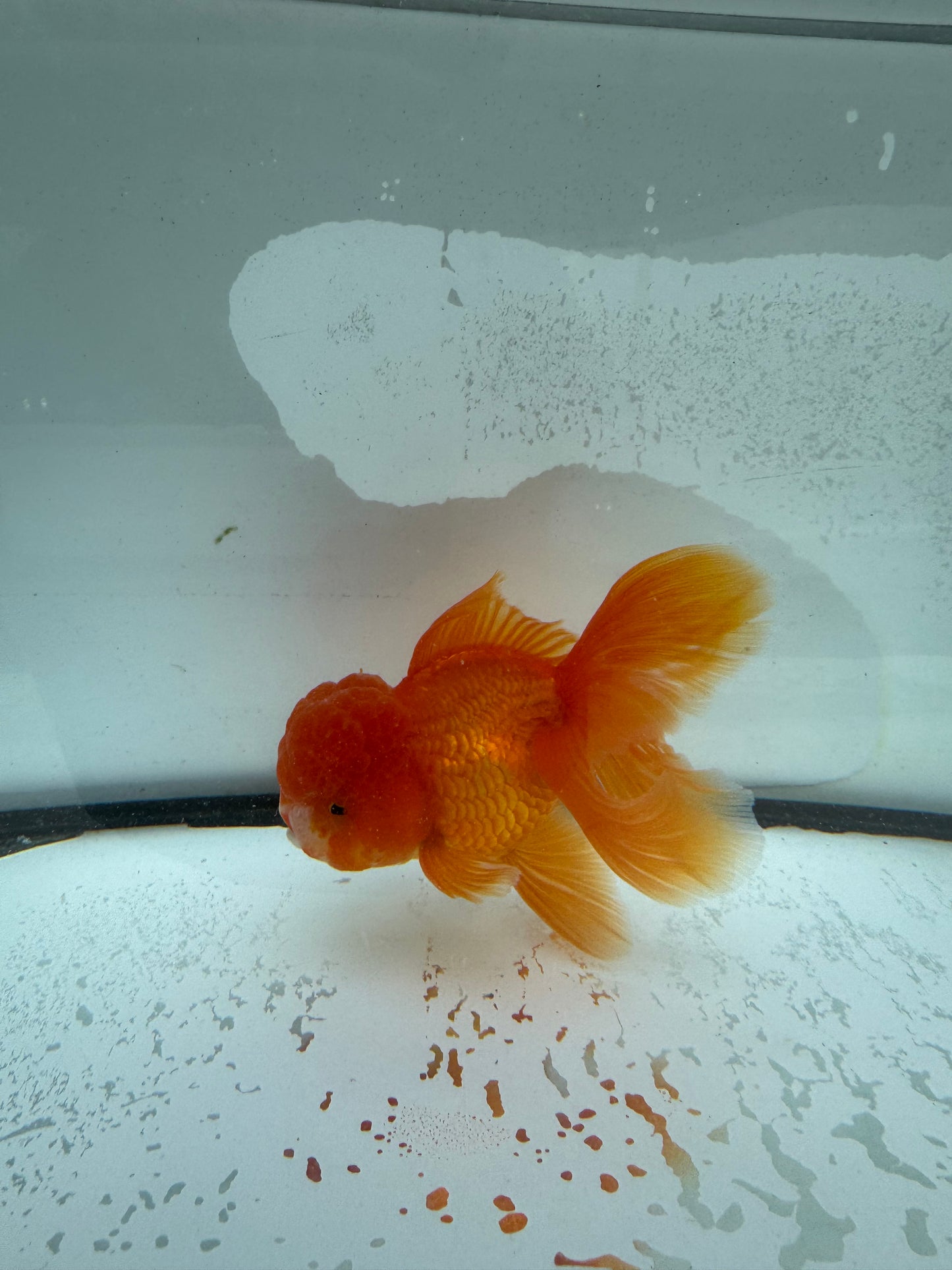 Red Oranda. WVF988