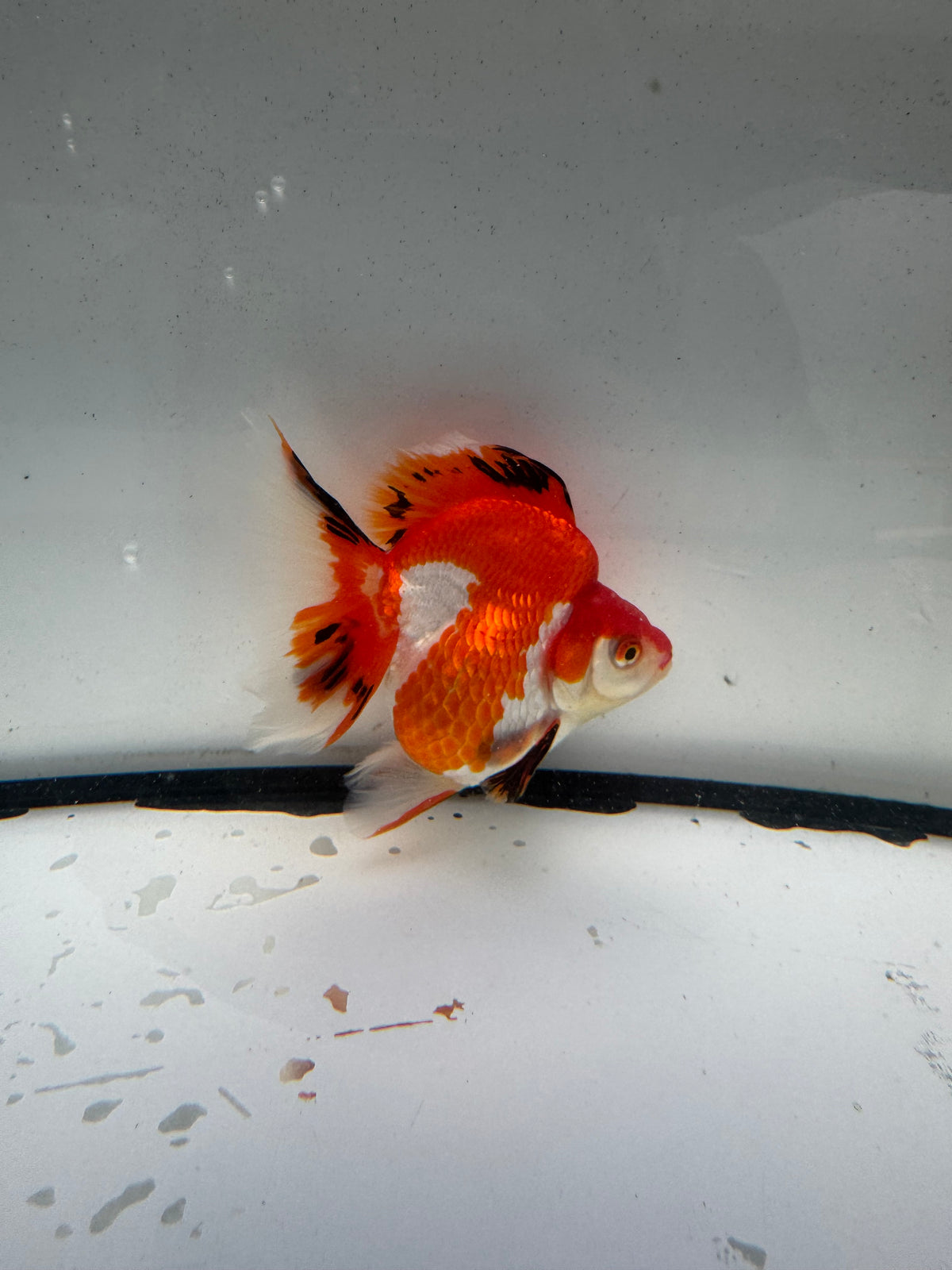 Red&white Ryukin.  WVF1201