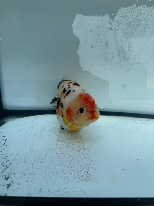 Calico Ranchu.  WVF744